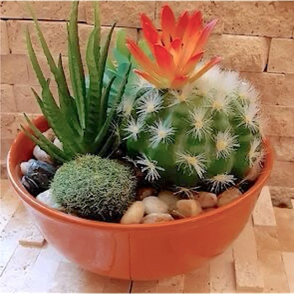 NEW Desert Succulent Cactus Garden River Rock Arrangement In Ceramic Planter